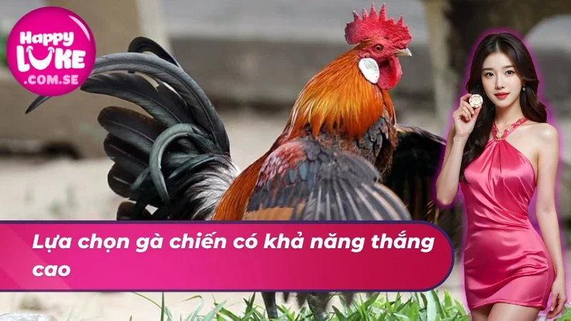 Đá Gà Cựa Dao HAPPYLUKE - Bùng Nổ Với Diễn Biến Kịch Tính 6 Lựa chọn gà chiến có khả năng thắng cao trong đá gà cựa dao