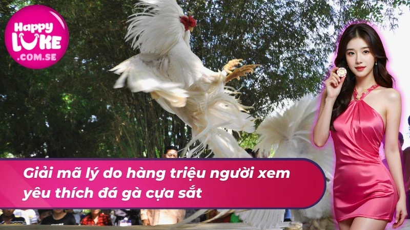 Đá Gà Cựa Sắt HAPPYLUKE - Khám Phá Hình Thức Giải Trí Top 1 3 Tổng hợp ưu điểm giúp đá gà cựa sắt thu hút hàng triệu người xem