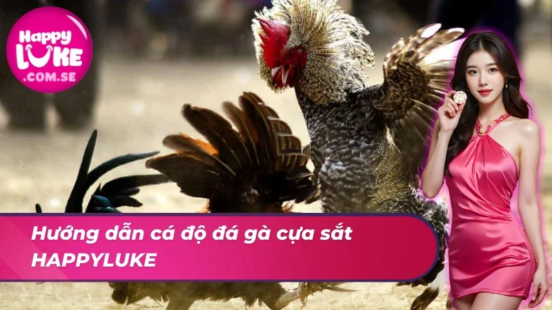 Đá Gà Cựa Sắt HAPPYLUKE - Khám Phá Hình Thức Giải Trí Top 1 5 Hướng dẫn người chơi cá độ đá gà cựa sắt thành công